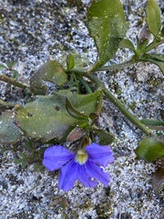 Scaevola calliptera