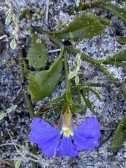 Scaevola calliptera