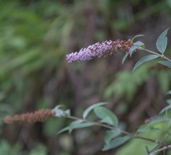 Buddleja