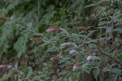 Buddleja
