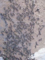 Plectroctena mandibularis