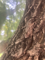 Cicada cretensis