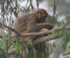 Macaca mulatta