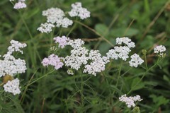 Achillea asiatica