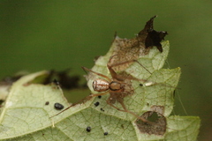 Floronia bucculenta