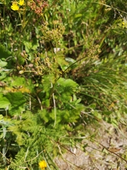 Meum athamanticum