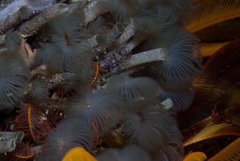 Pseudopotamilla reniformis