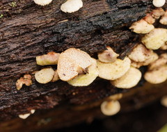 Panellus luxfilamentus