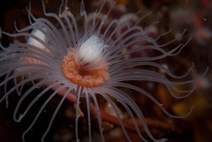 Tubulariidae