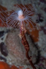 Tubulariidae