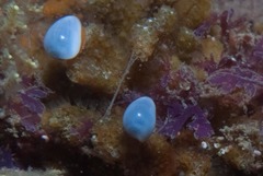 Gibberula dulcis