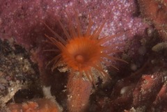 Isozoanthus capensis
