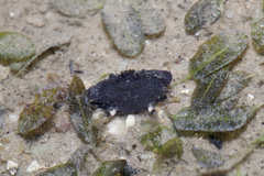 Halophila ovalis