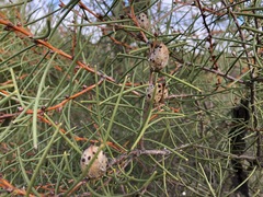 Hakea mitchellii
