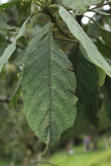 Varronia cylindrostachya