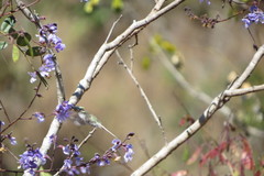 Bowdichia virgilioides