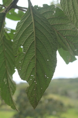 Varronia cylindrostachya