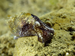 Haminoea exigua