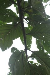 Varronia cylindrostachya