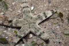 Archaster typicus
