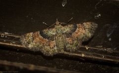 Gymnoscelis derogata