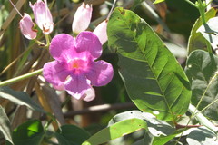 Cuspidaria