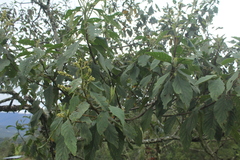 Varronia cylindrostachya