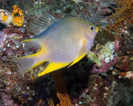 Amblyglyphidodon