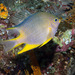 Golden Damselfish - Photo (c) 104623964081378888743, some rights reserved (CC BY-NC), uploaded by David R