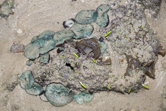 Rhodactis bryoides