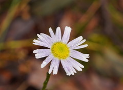 Allittia uliginosa