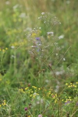 Gypsophila altissima