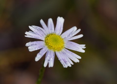Allittia uliginosa