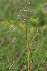 Gypsophila altissima