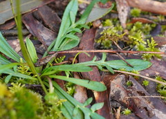 Allittia uliginosa