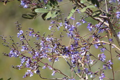 Bowdichia virgilioides