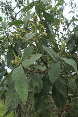 Varronia cylindrostachya