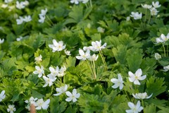Anemonastrum baicalense