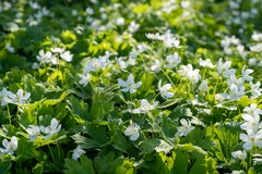 Anemonastrum baicalense
