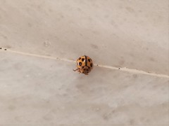 Propylea quatuordecimpunctata