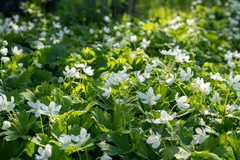 Anemonastrum baicalense