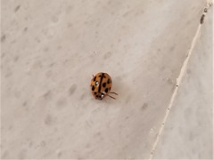 Propylea quatuordecimpunctata