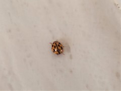 Propylea quatuordecimpunctata