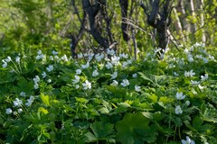Anemonastrum baicalense
