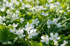 Anemonastrum baicalense