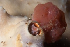 Thylacodes natalensis