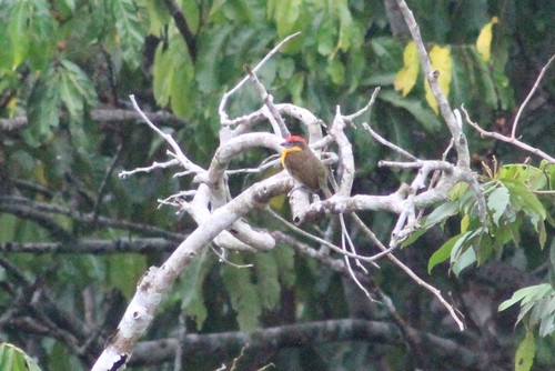 Capito aurovirens