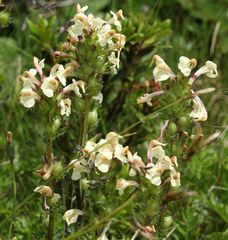 Pedicularis elongata