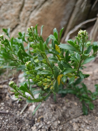 Coastal Peppercress (Lepidium banksii)