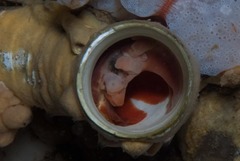 Thylacodes natalensis